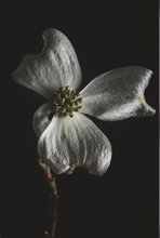 Load image into Gallery viewer, Fine Art Photography White Flower on Black