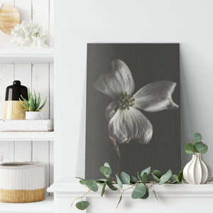 Fine Art Photography White Flower on Black