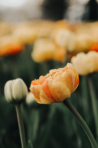 Fine Art Photography Strawberry Orange Tulip