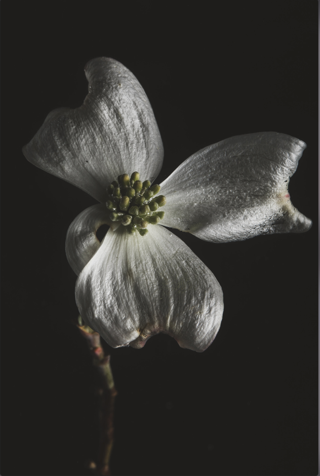 Fine Art Photography White Flower on Black