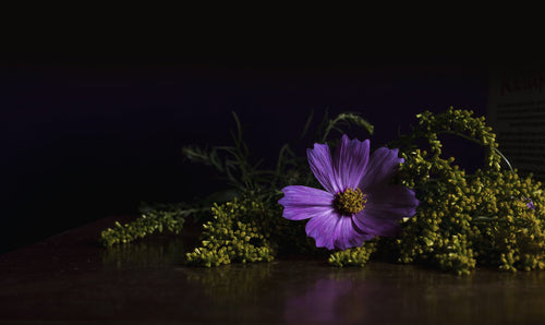 Fine Art Photography Purple Flower Focus
