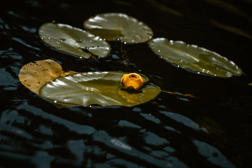 Fine Art Photography The Crisp Lillypad