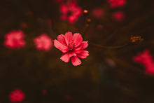 Load image into Gallery viewer, Fine Art Photography Pink Flower in Focus