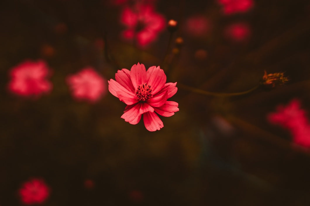 Fine Art Photography Pink Flower in Focus