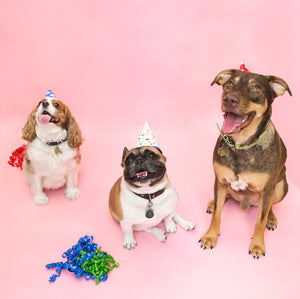 Fine Art Photography PUPPY PARTY