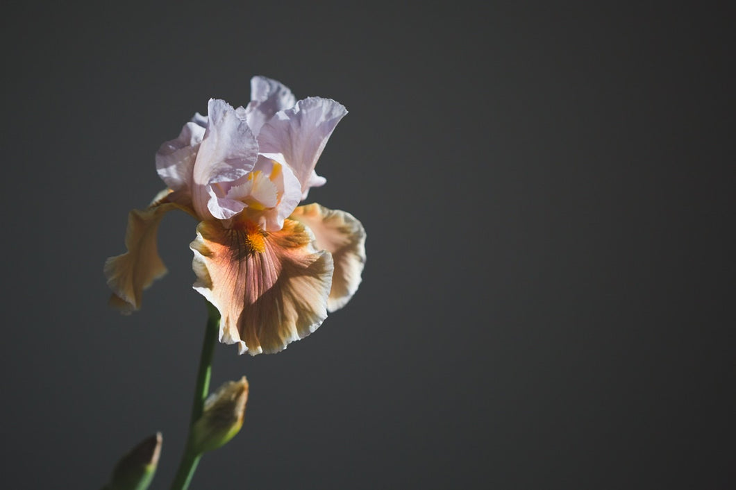 Fine Art Photography Regal Flower