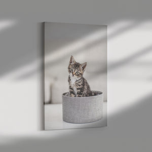 Fine Art Photography Cat Basket