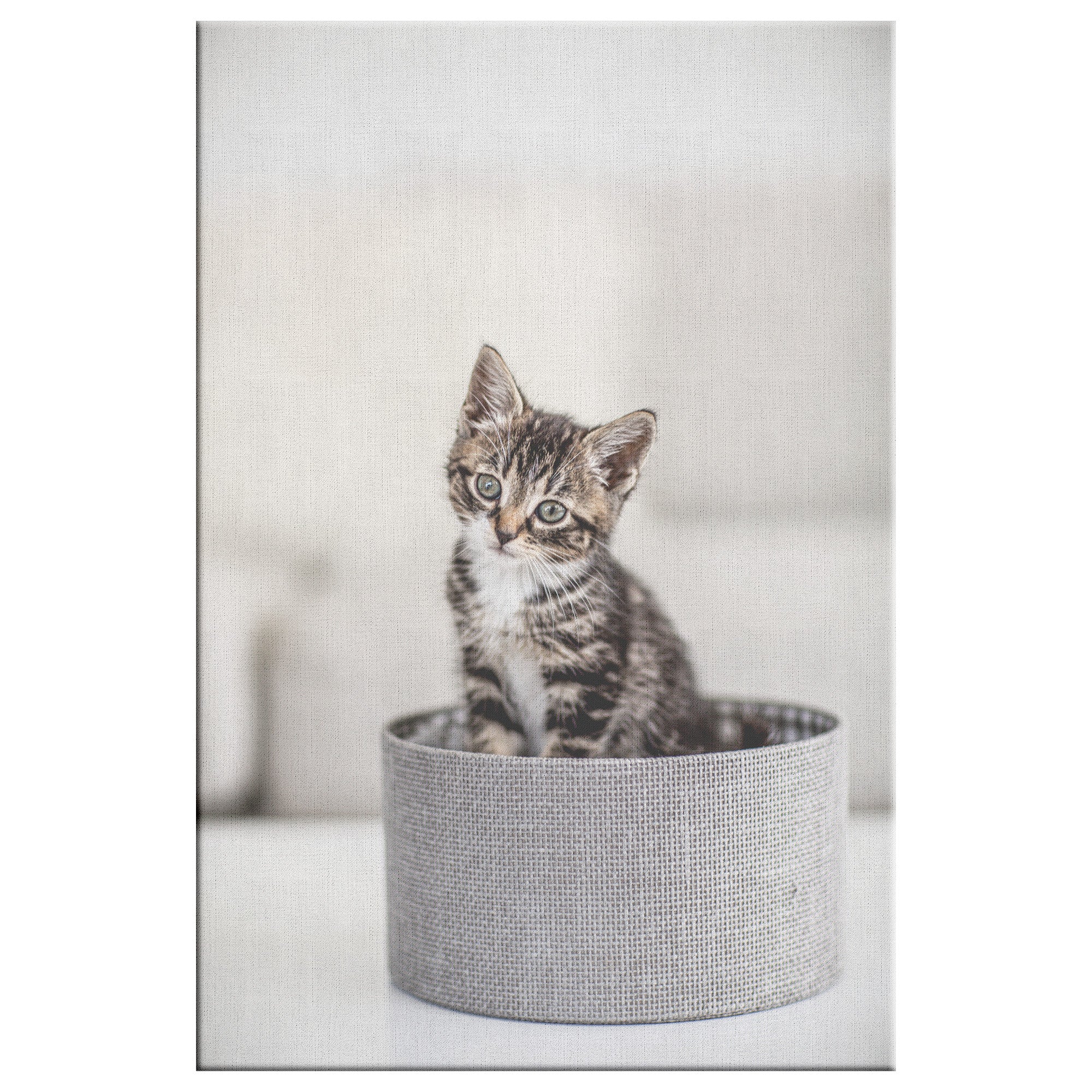 Fine Art Photography Cat Basket