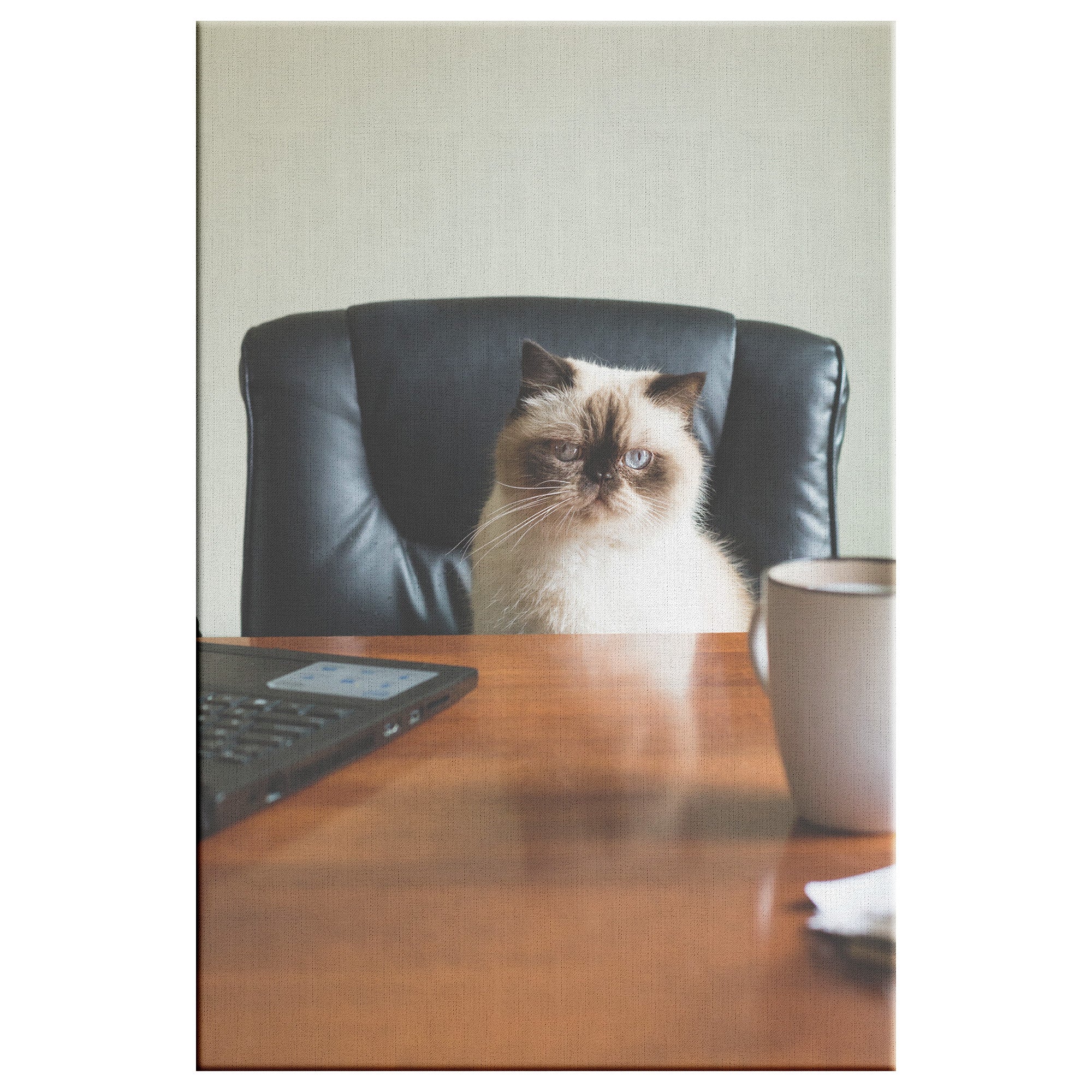 Fine Art Photography Cat Monday