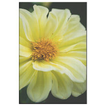 Load image into Gallery viewer, Fine Art Photography Light Yellow Pedals