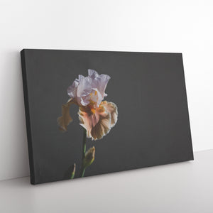 Fine Art Photography Regal Flower