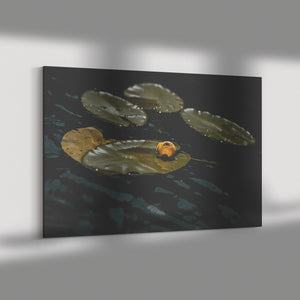 Fine Art Photography The Crisp Lillypad