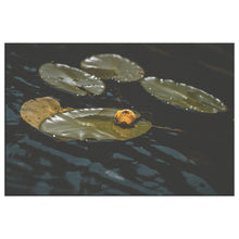 Load image into Gallery viewer, Fine Art Photography The Crisp Lillypad