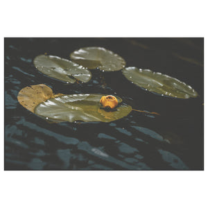 Fine Art Photography The Crisp Lillypad