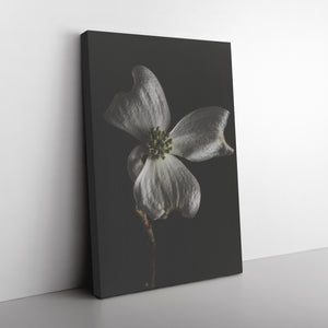 Fine Art Photography White Flower on Black