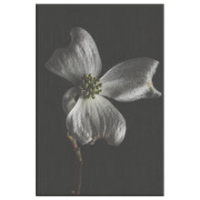 Load image into Gallery viewer, Fine Art Photography White Flower on Black