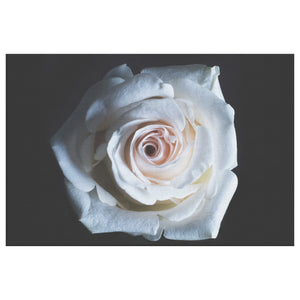 Fine Art Photography White Rose of the Deep
