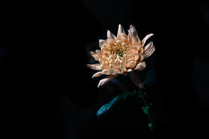 Fine Art Photography The Mystery Flower